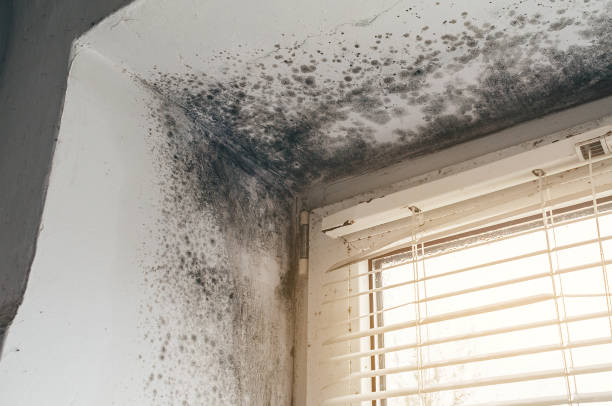 Affordable Hvac And Air Duct Mold Remediation solutions in Boston, VA